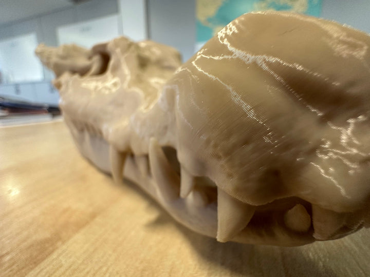 3D printed prop, life sized Kobold Skull - Mini Megastore