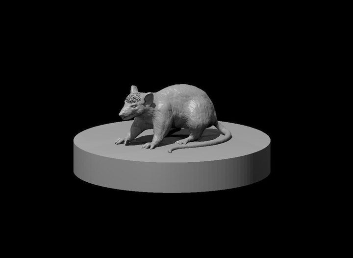 Cranium Rat Miniature - Mini Megastore
